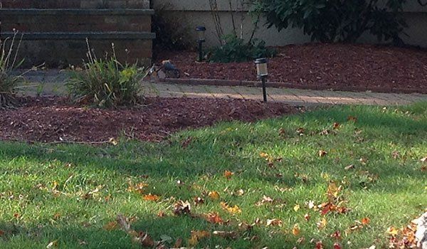 Yard Service Landscaping Work