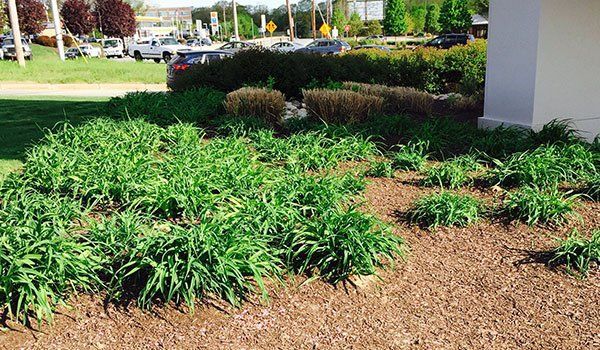 Yard Service Landscaping Work