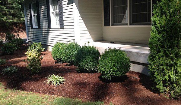 Yard Service Landscaping Work