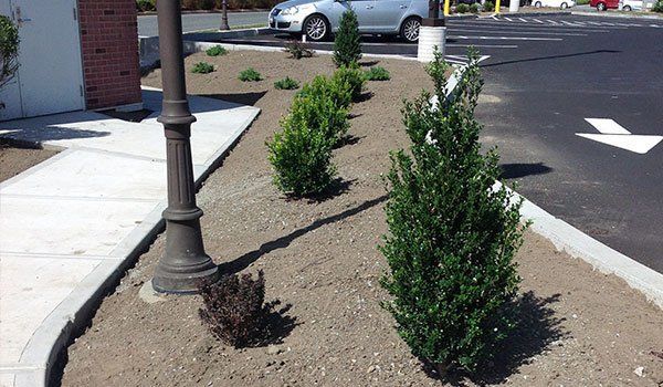 Yard Service Landscaping Work