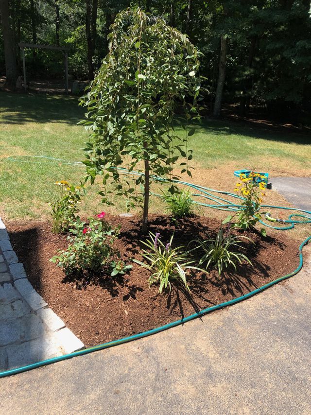 Yard Service Landscaping Work