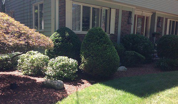 Yard Service Landscaping Work