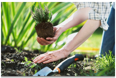 Plant-installation