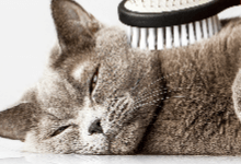 Short-haired cat washing