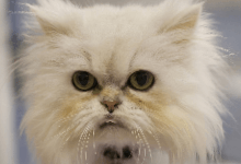 Long-haired cat washing