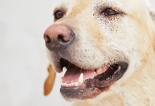 Happy teeth and breath