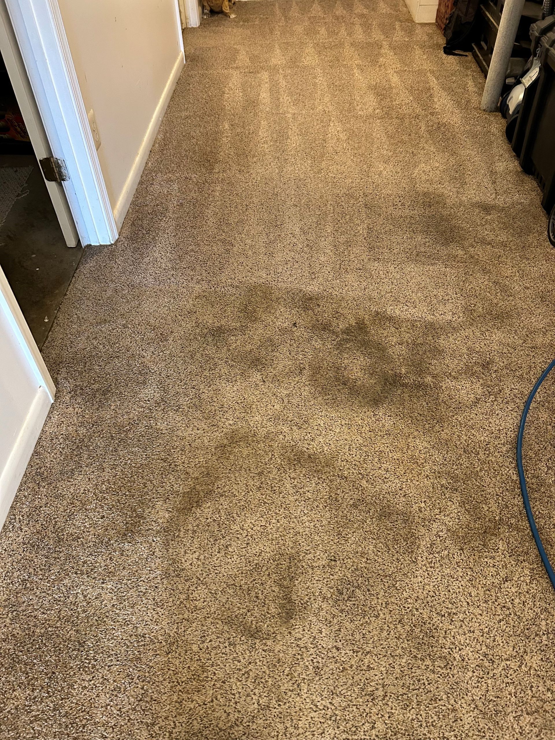 A room with a carpeted floor and a door.