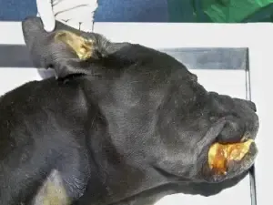 From Paws to Pee: The Dirty Truth About Leptospirosis