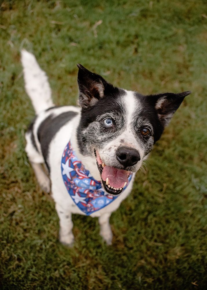 A black and white dog wearing a bandana is standing in the grass.
