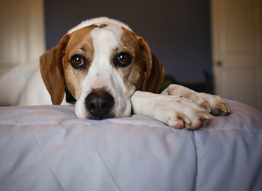 A brown and white dog is laying on a bed looking at the camera.
