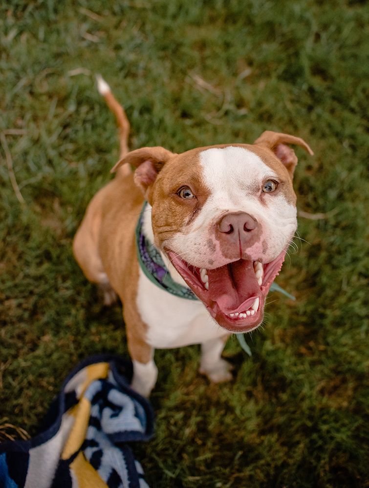 A brown and white dog is standing in the grass with its mouth open.
