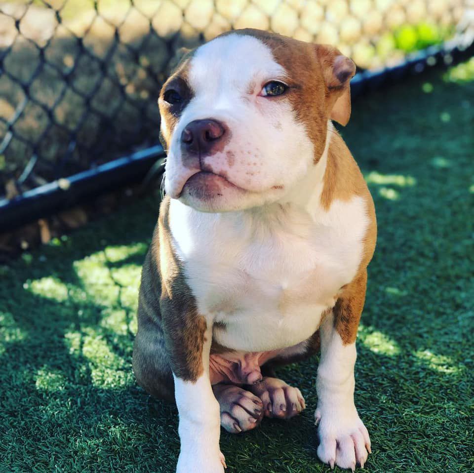 A brown and white puppy is sitting on the grass in front of a chain link fence.