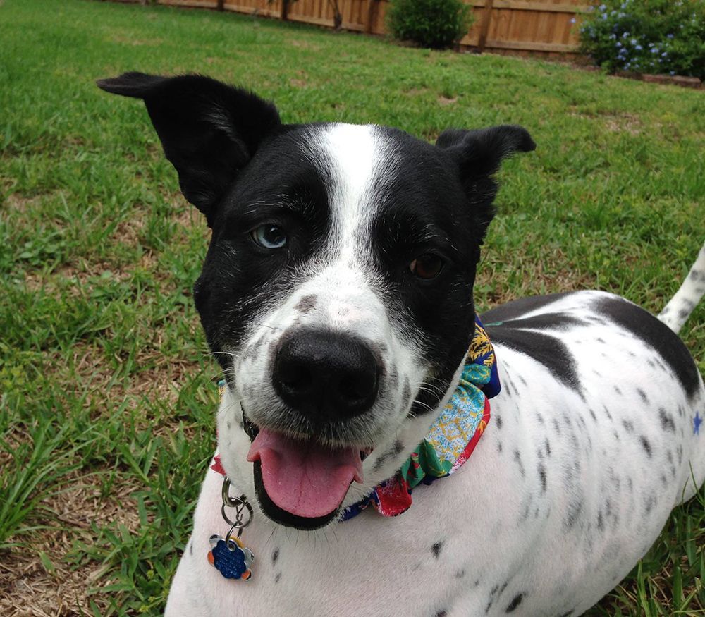 A black and white dog wearing a colorful collar is laying in the grass
