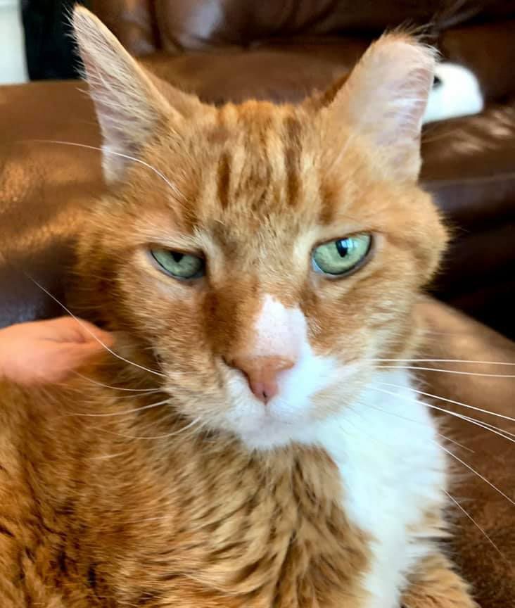 A close up of an orange and white cat with green eyes sitting on a couch.
