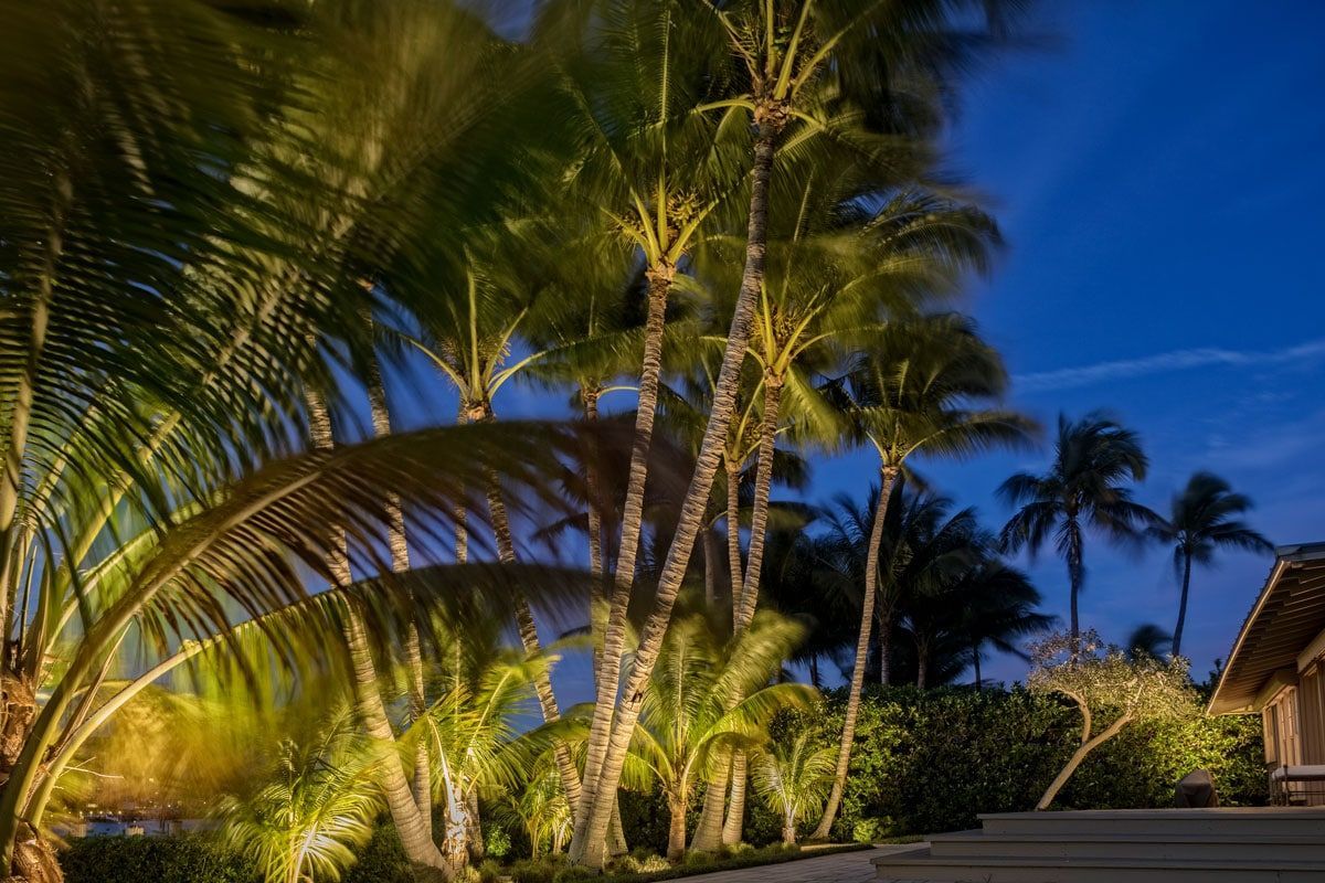 Palm trees illuminated at night, against a dark blue sky.