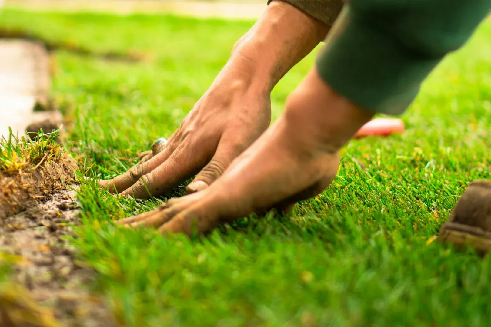 Hands planting a small seedling in green grass outdoors.