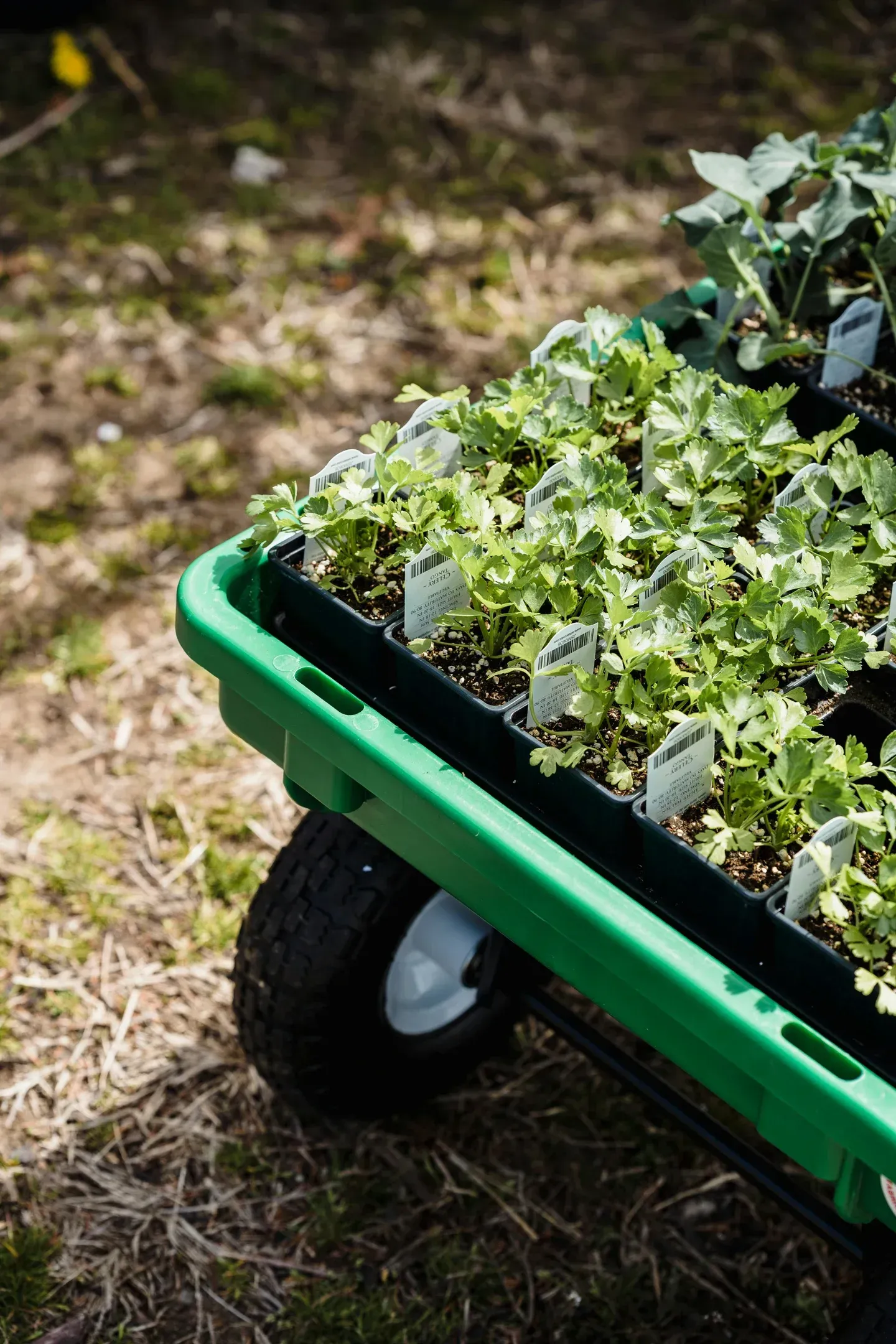 Green wheelbarrow loaded with seedlings in a garden bed