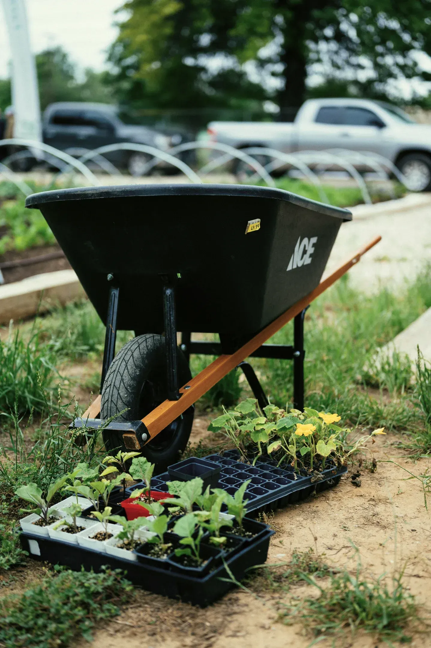Black wheelbarrow with flower trays on a grassy path near parked cars