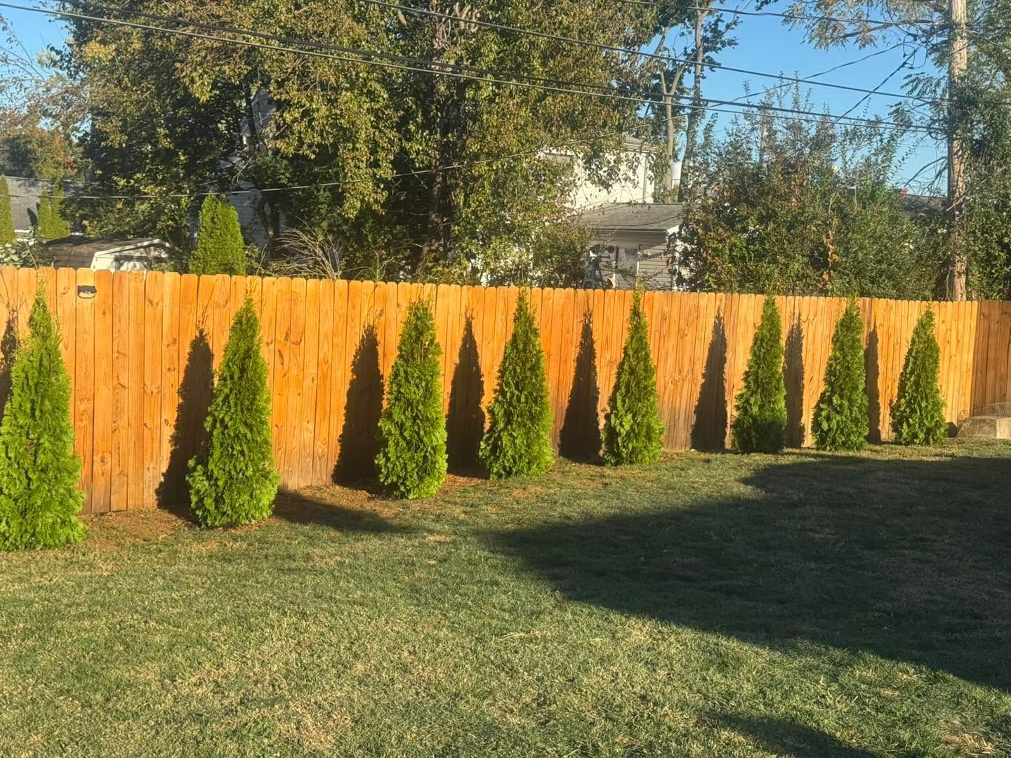 Row of small evergreen trees beside an orange wooden fence in a sunny backyard lawn
