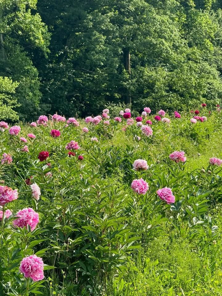Pink wildflowers blooming in a green meadow beside dense trees