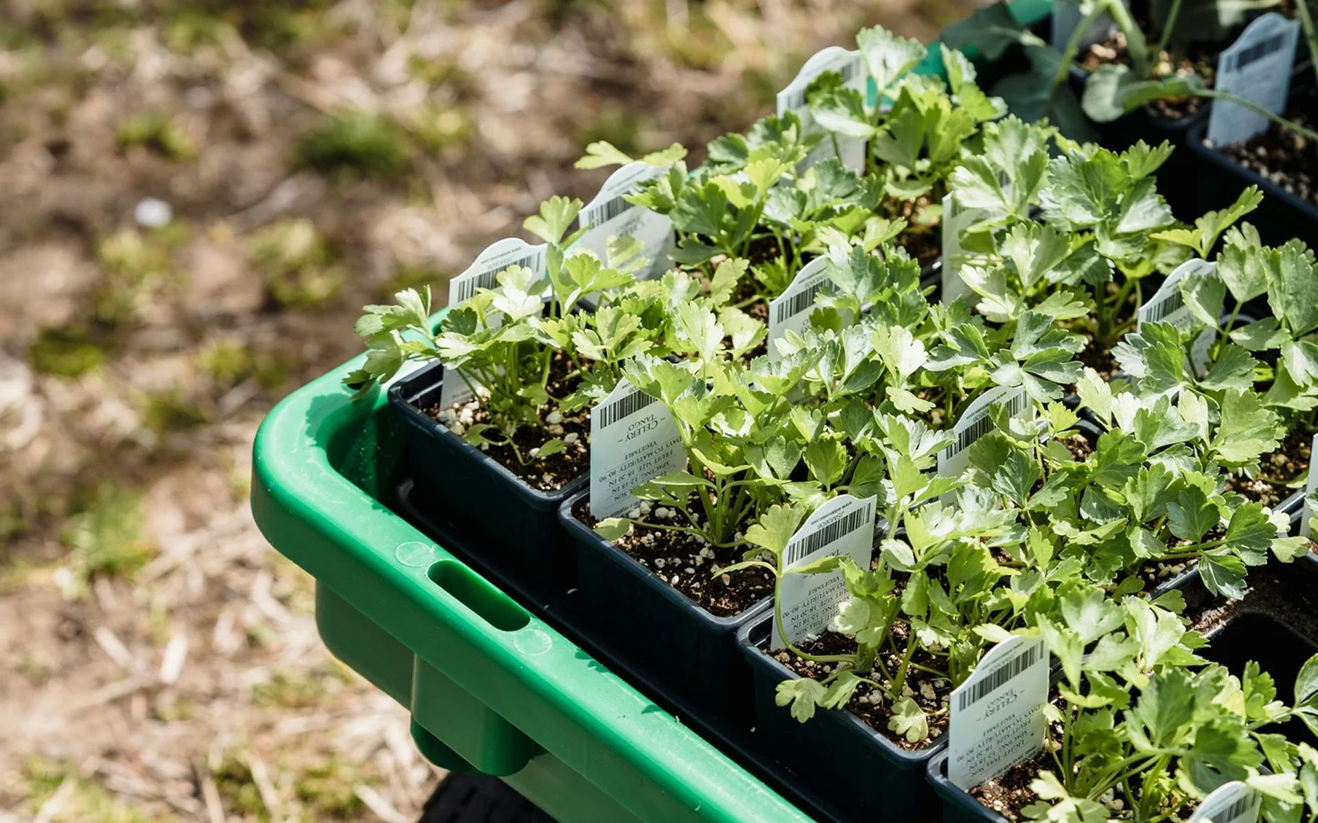 Seedlings in black trays inside a green crate, with white plant labels in a garden setting.
