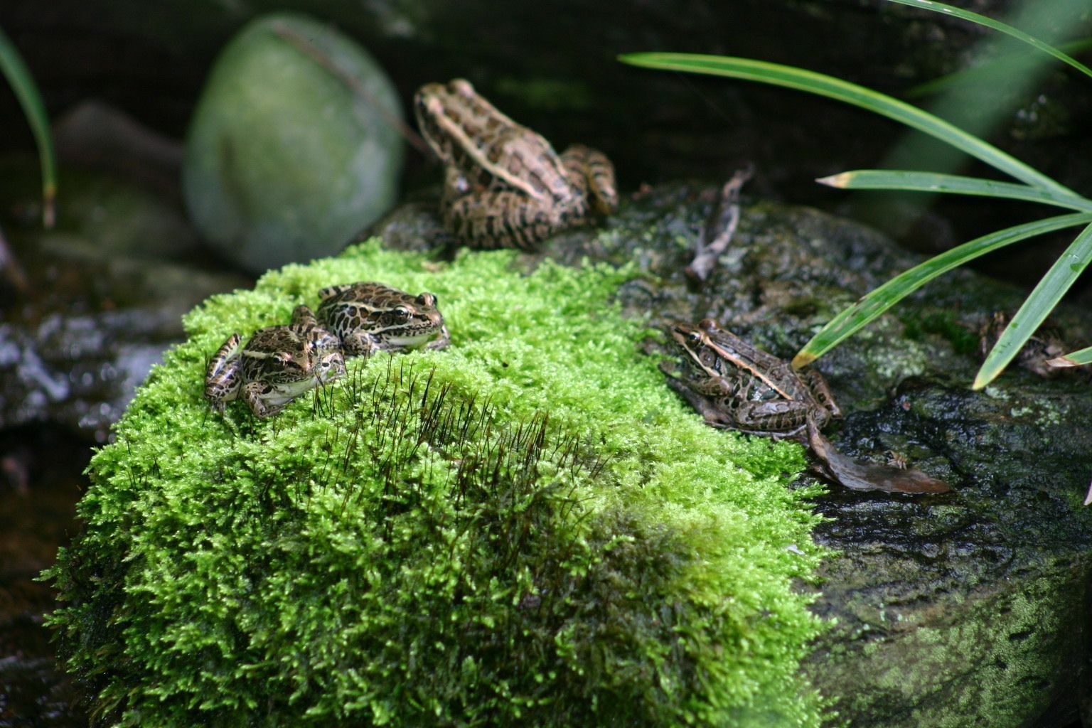Four brown frogs on a moss-covered rock in a natural setting, with green foliage in the background.