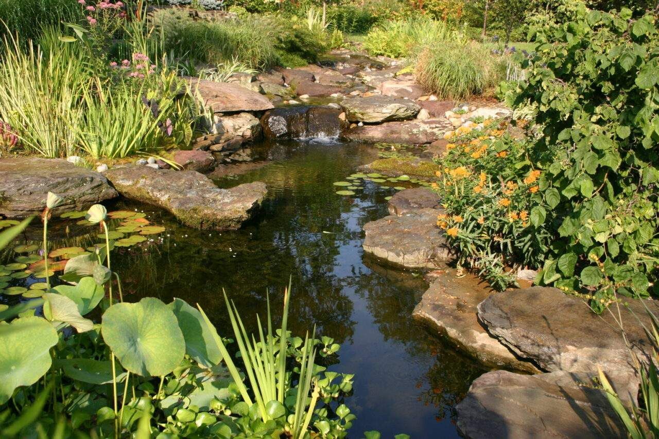 A pond surrounded by plants and rocks in a garden