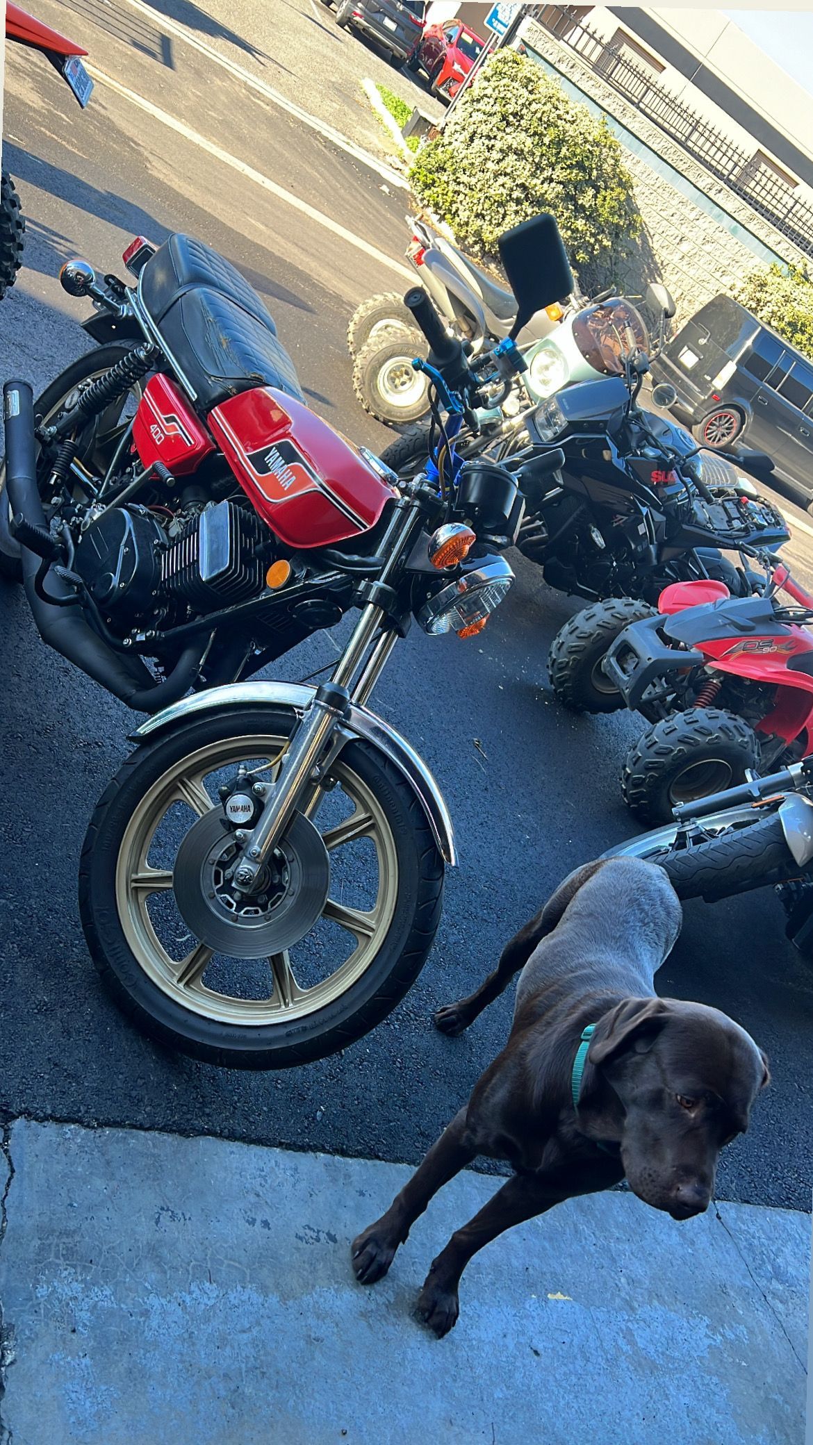 Chocolate lab dog near motorcycles. One red, one black, parked outside. Sunny day.