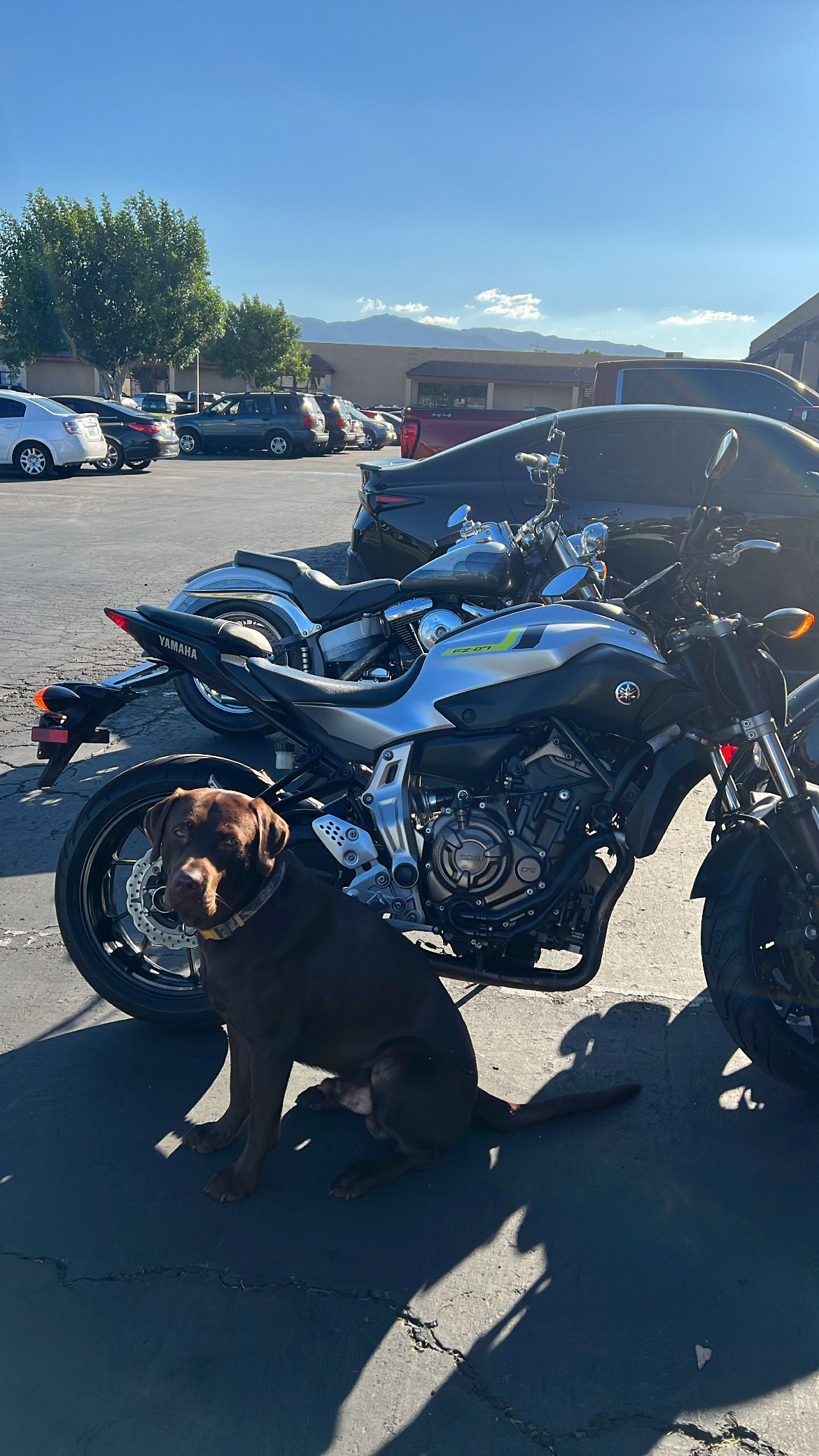 A chocolate lab sits near a motorcycle in a parking lot on a sunny day.