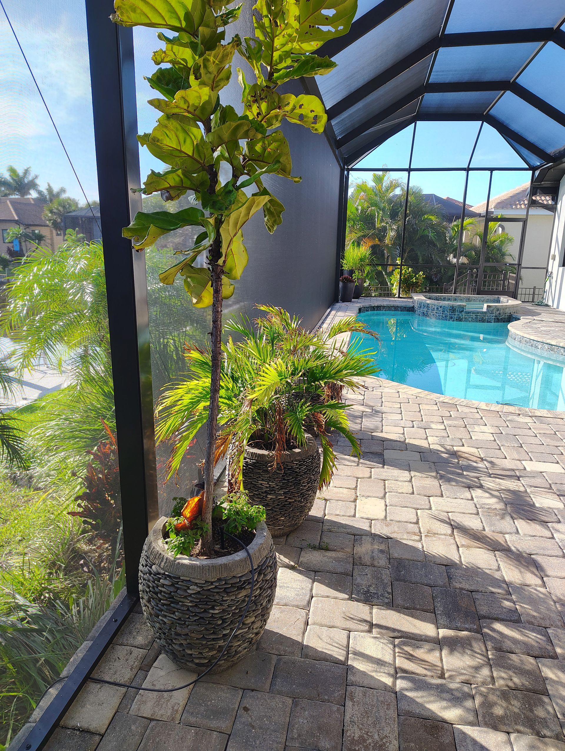 Fiddle-leaf fig tree and potted plants on a brick patio next to a pool in an enclosed lanai.