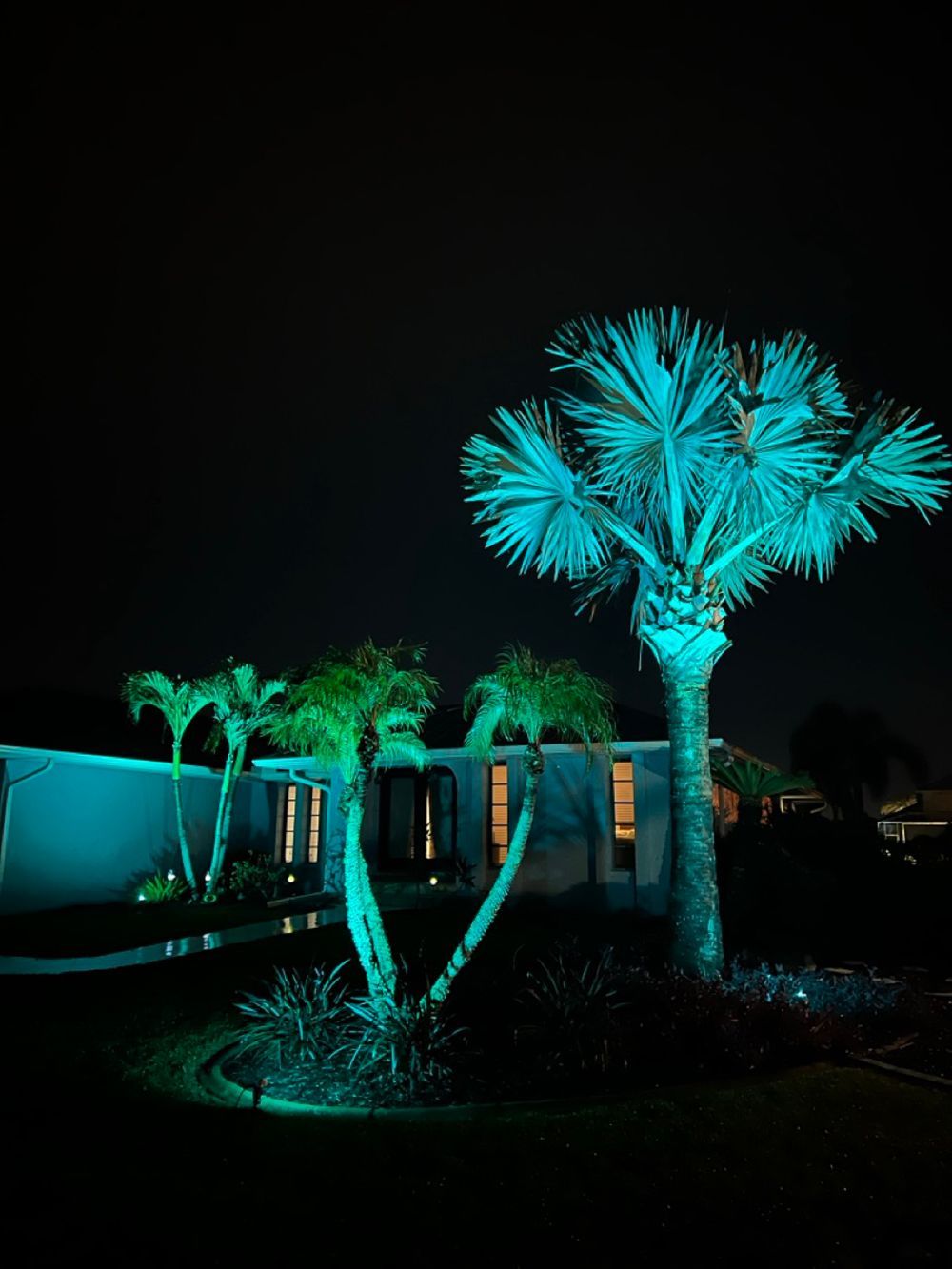 Blue-lit palm trees glowing at night in a landscaped courtyard.