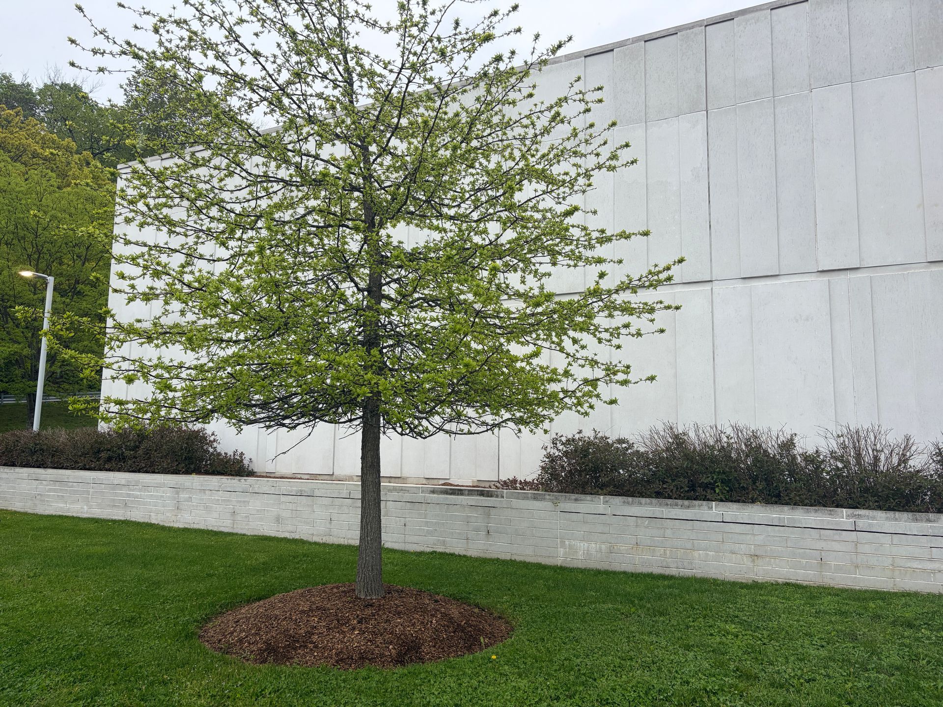Young tree planted in a mulched circle beside a white building and sidewalk on a grassy lawn