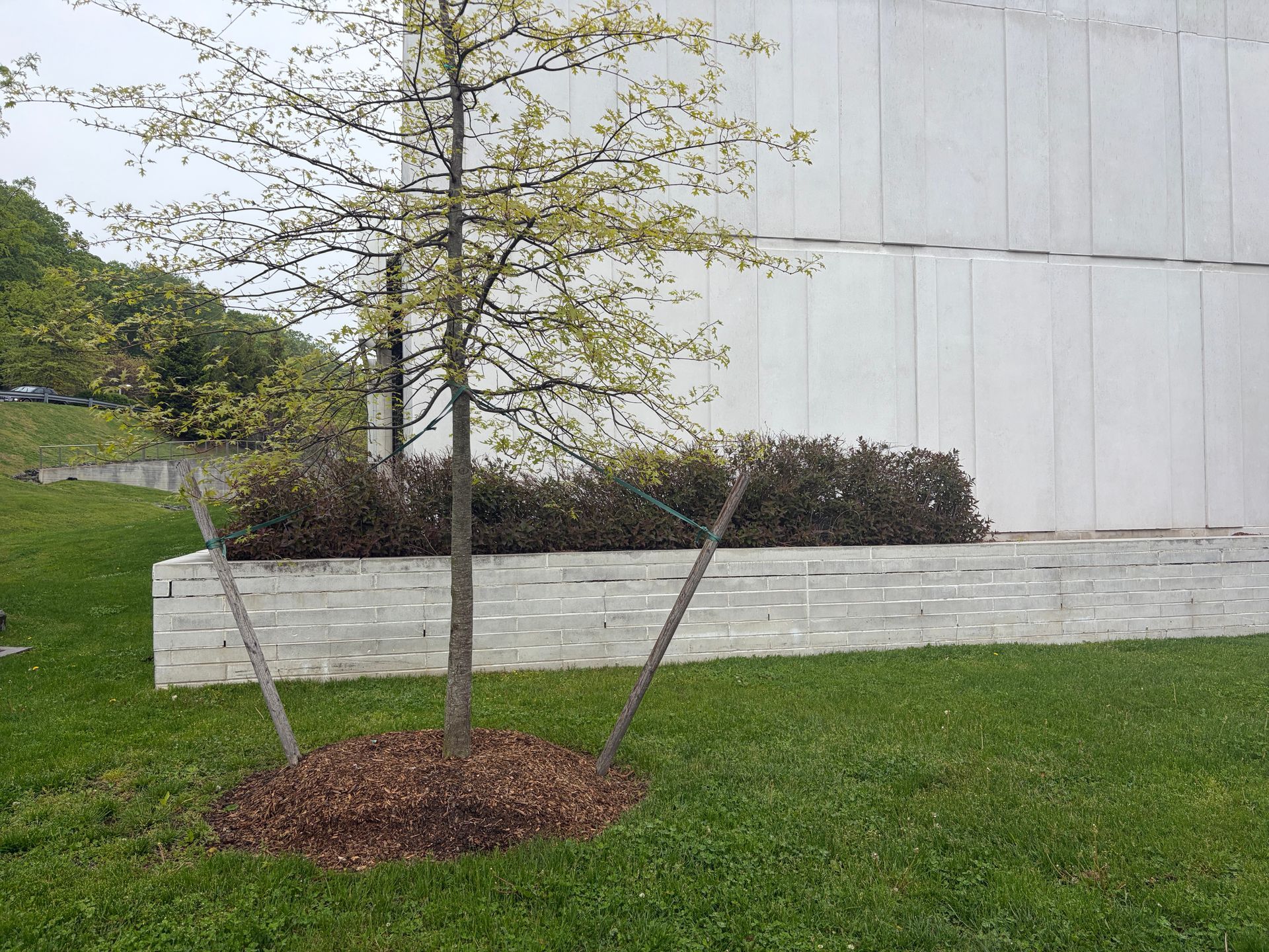 Young tree supported by stakes in a grassy landscaped area beside a white building.