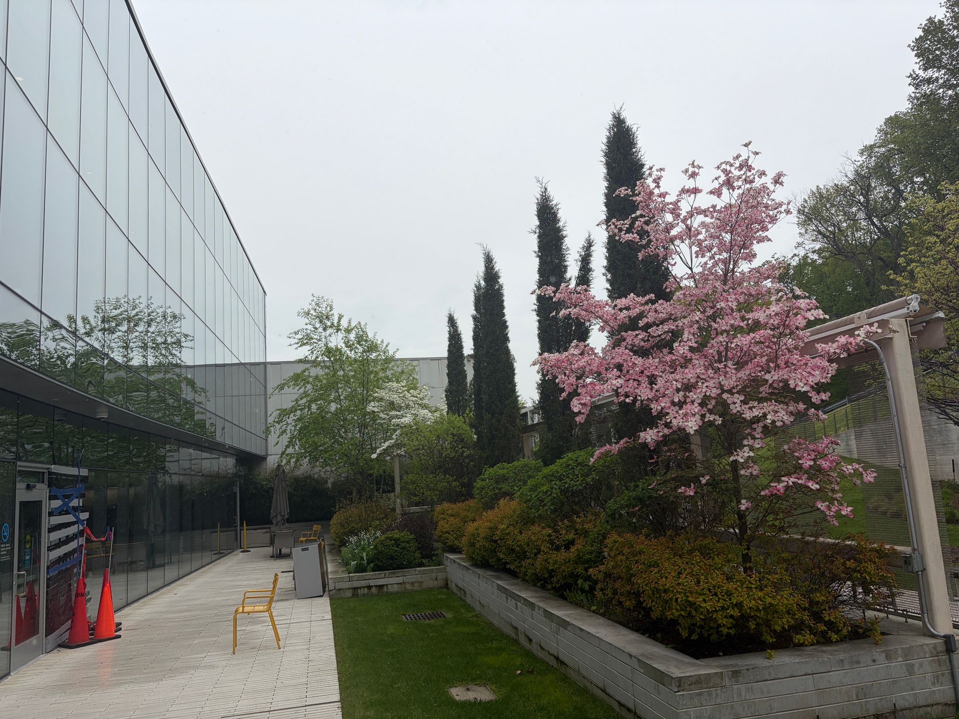 Modern building walkway beside a landscaped garden with pink blossoms and tall trees