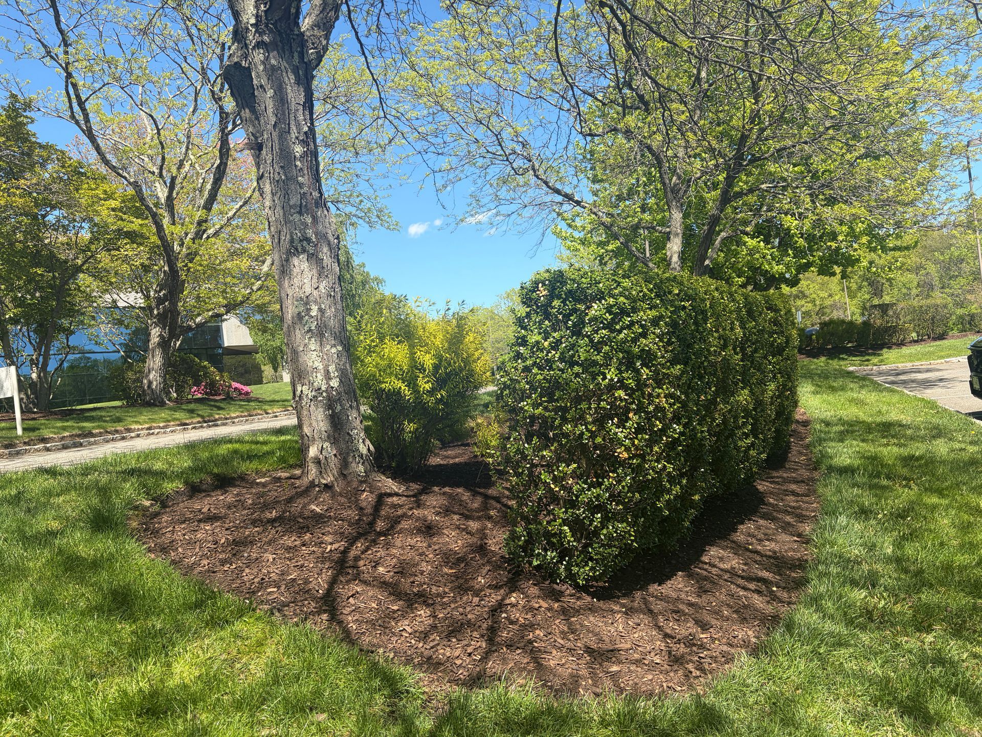Mulched park landscaping with a trimmed shrub and trees under a bright blue sky