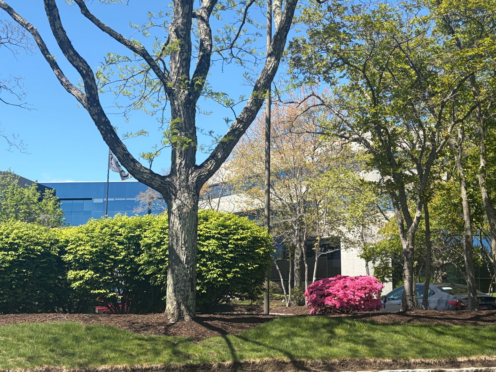 Sunny park with trees, green shrubs, and a bright pink bush beside a building
