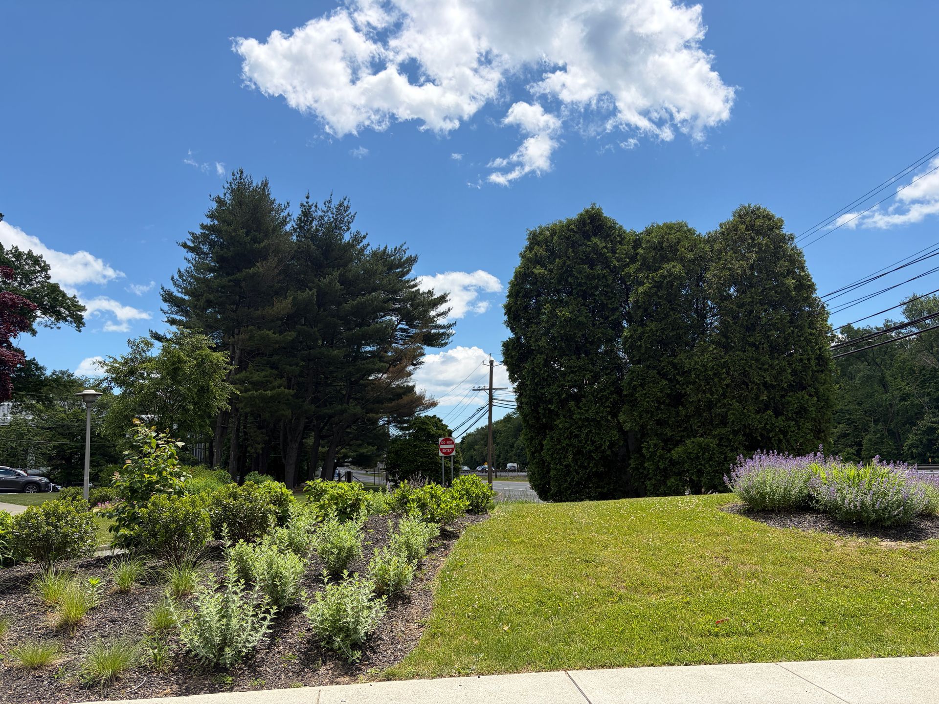Sunny landscaped garden with green lawn, shrubs, tall trees, and blue sky with clouds