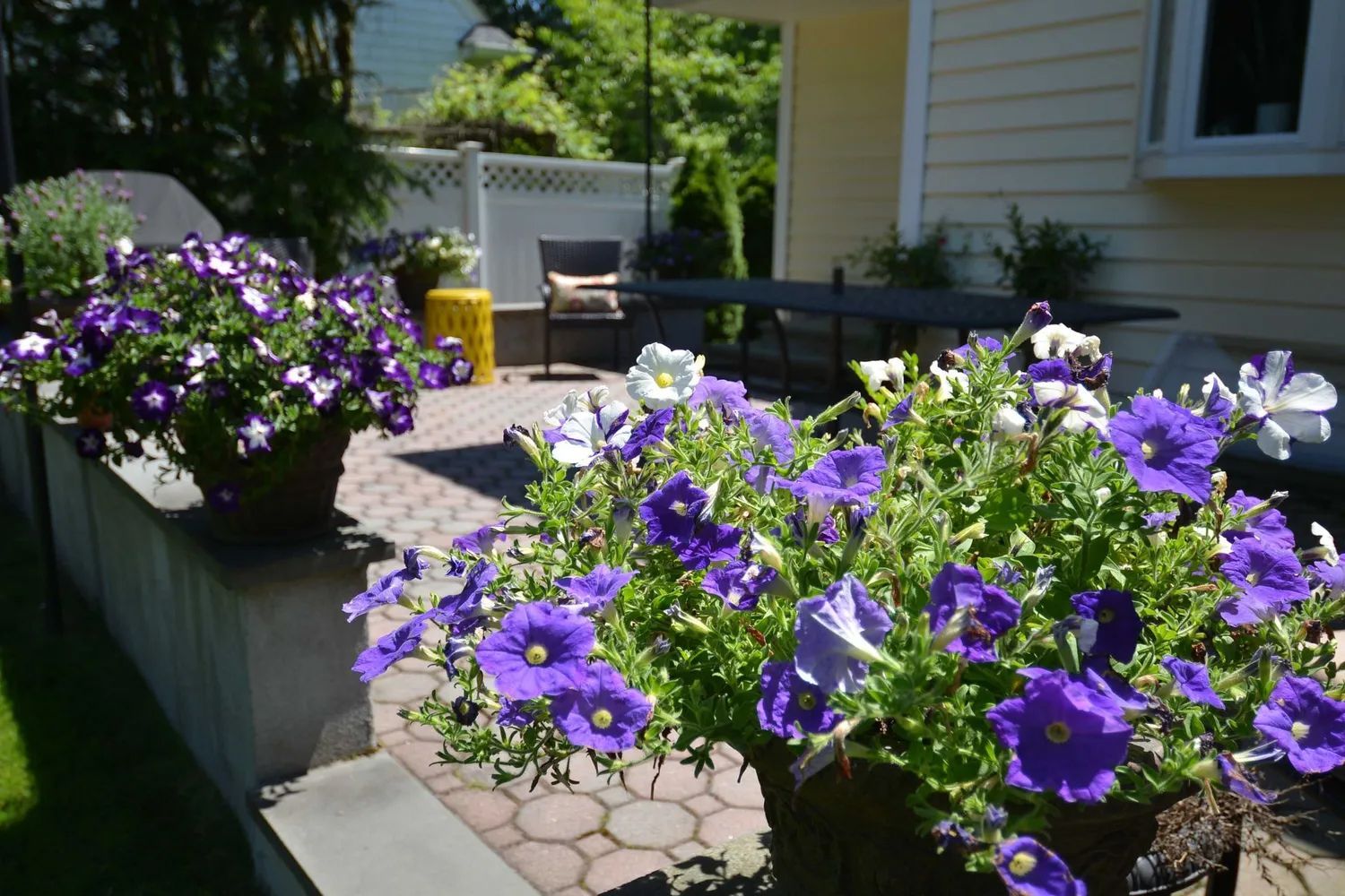 Potted purple petunias on a patio near a yellow house. Dining table, chairs, and white fence are visible.
