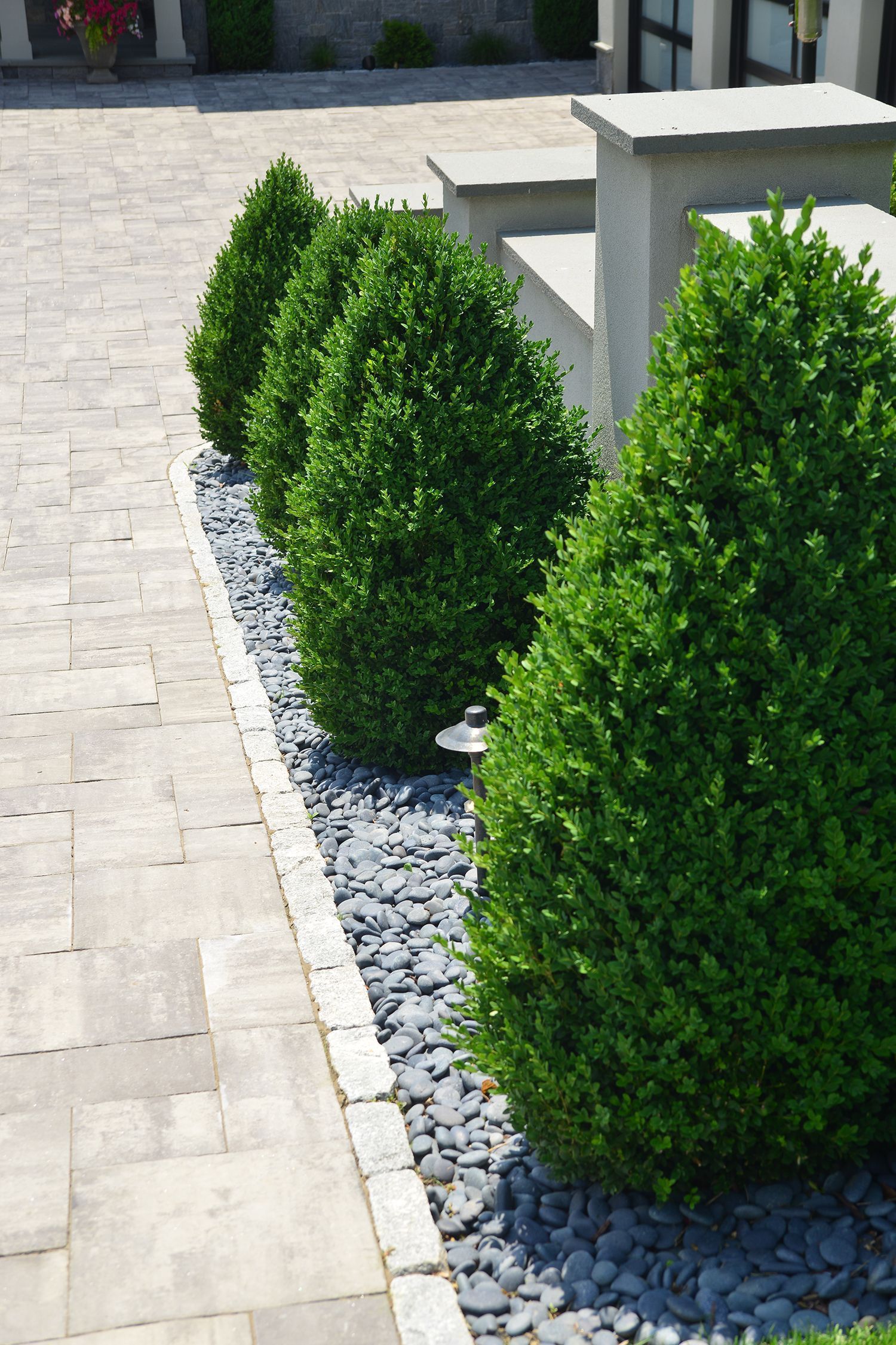 row of neatly trimmed green bushes on black pebbles next to a paved walkway