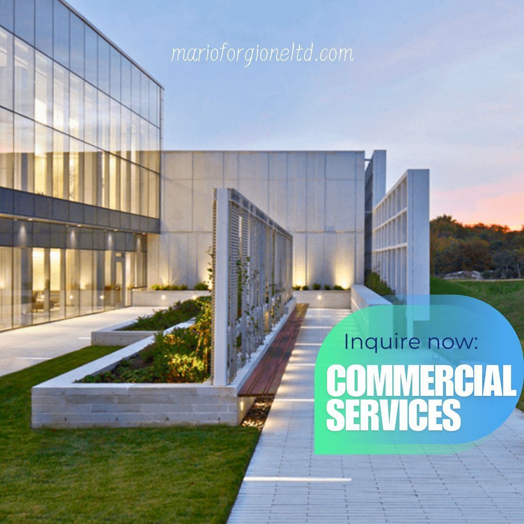a row of tall, narrow evergreen trees in a raised concrete planter against a lawn