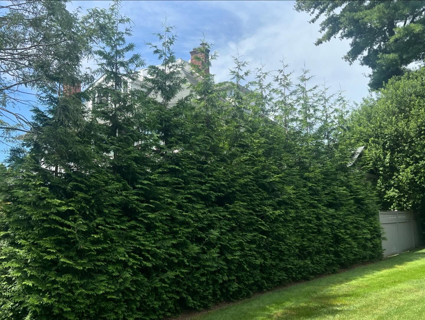 green hedge bordering a lawn, with a house and chimney visible behind the trees, on a sunny day