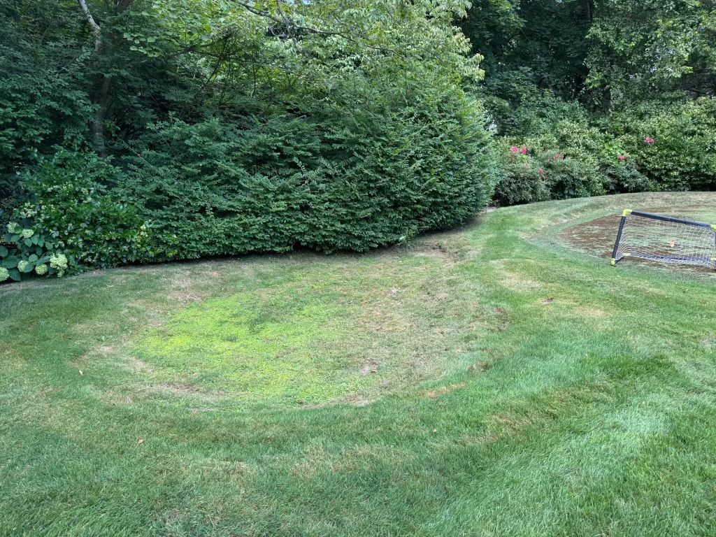 Grassy backyard lawn with dense green shrubs and a small garden bed on the right