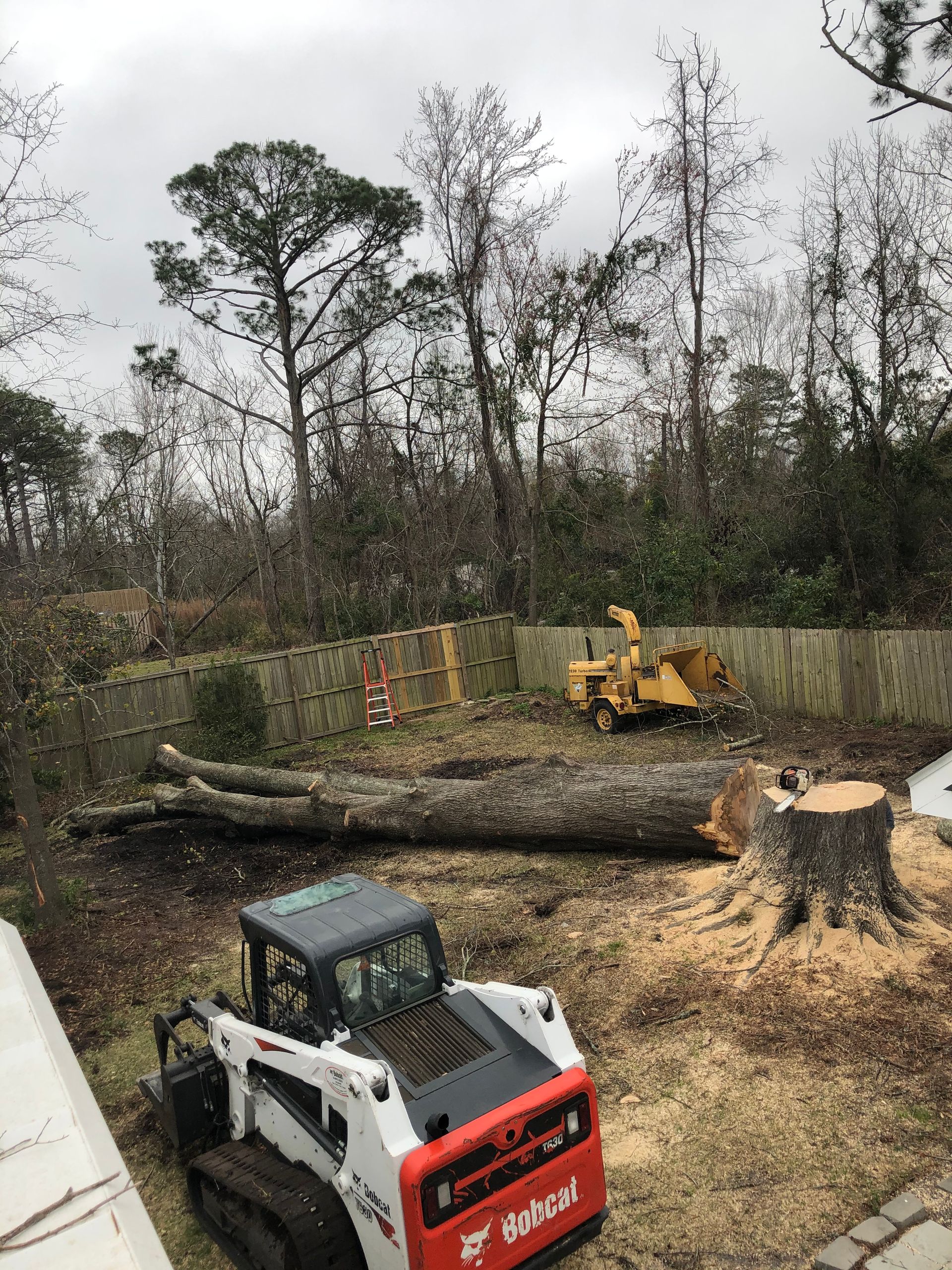 A bobcat is sitting in a yard next to a tree stump.
