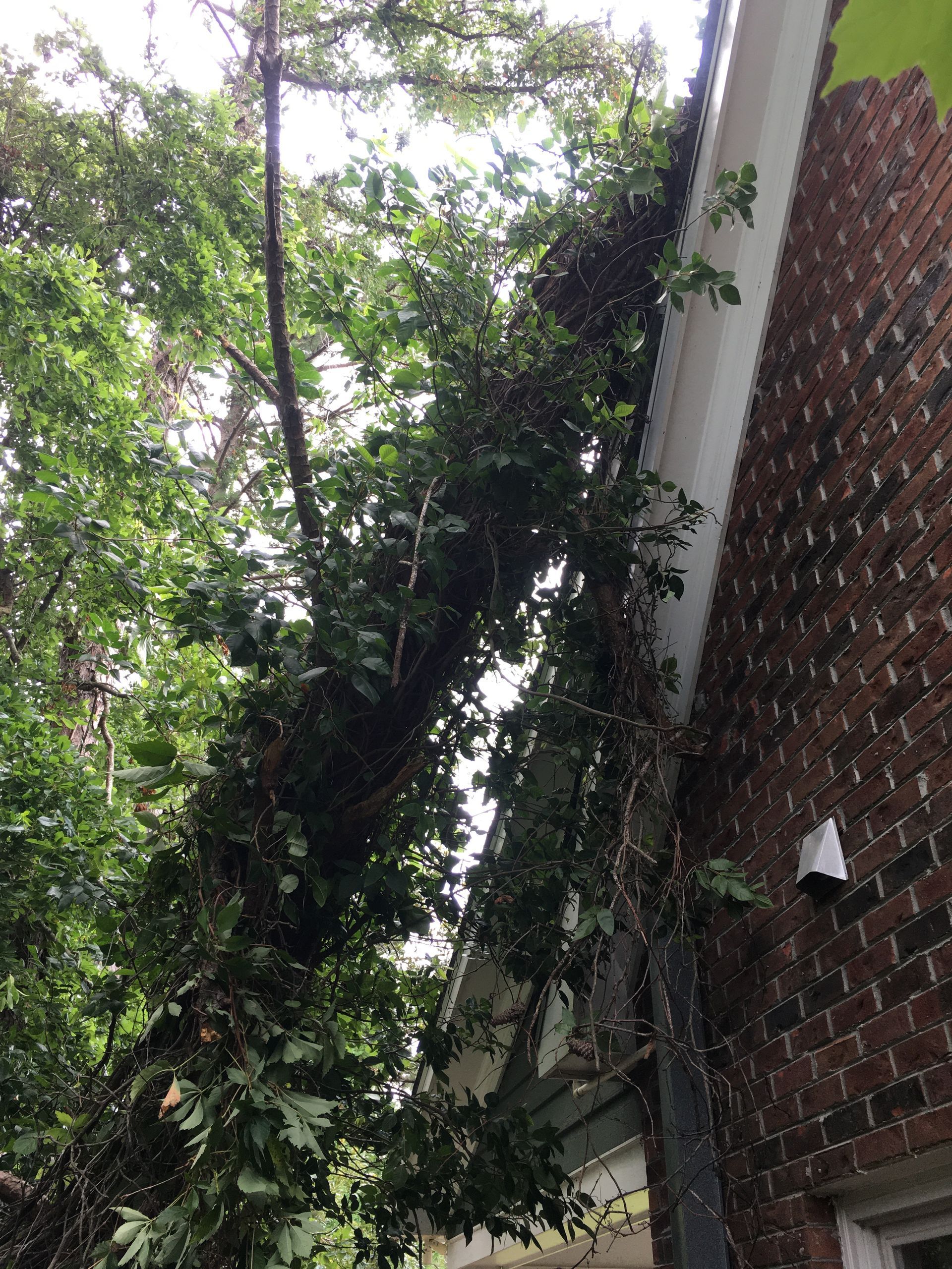 A tree has fallen on the side of a brick building.