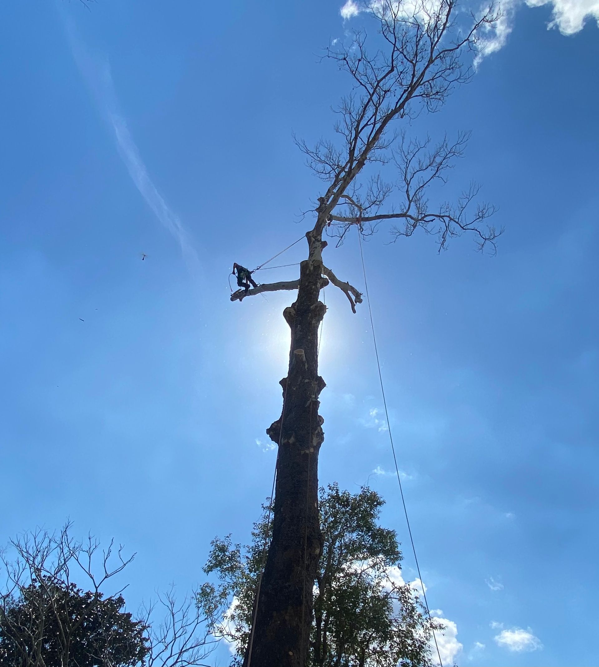 A man is cutting down a tree with a chainsaw.