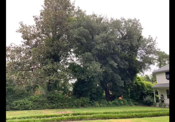 A large tree in the middle of a lush green field in front of a house.