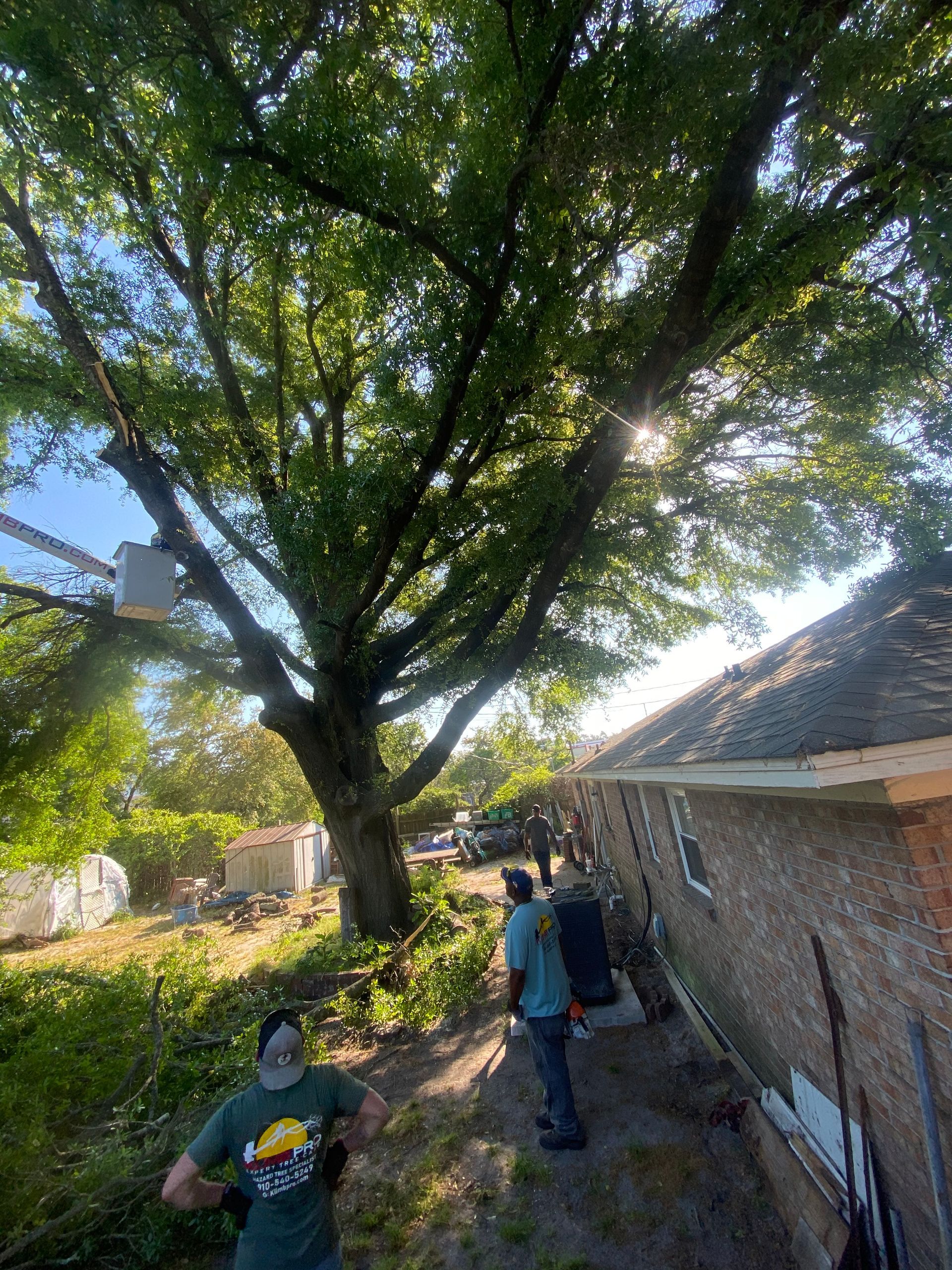 A man is standing next to a large tree in front of a house.