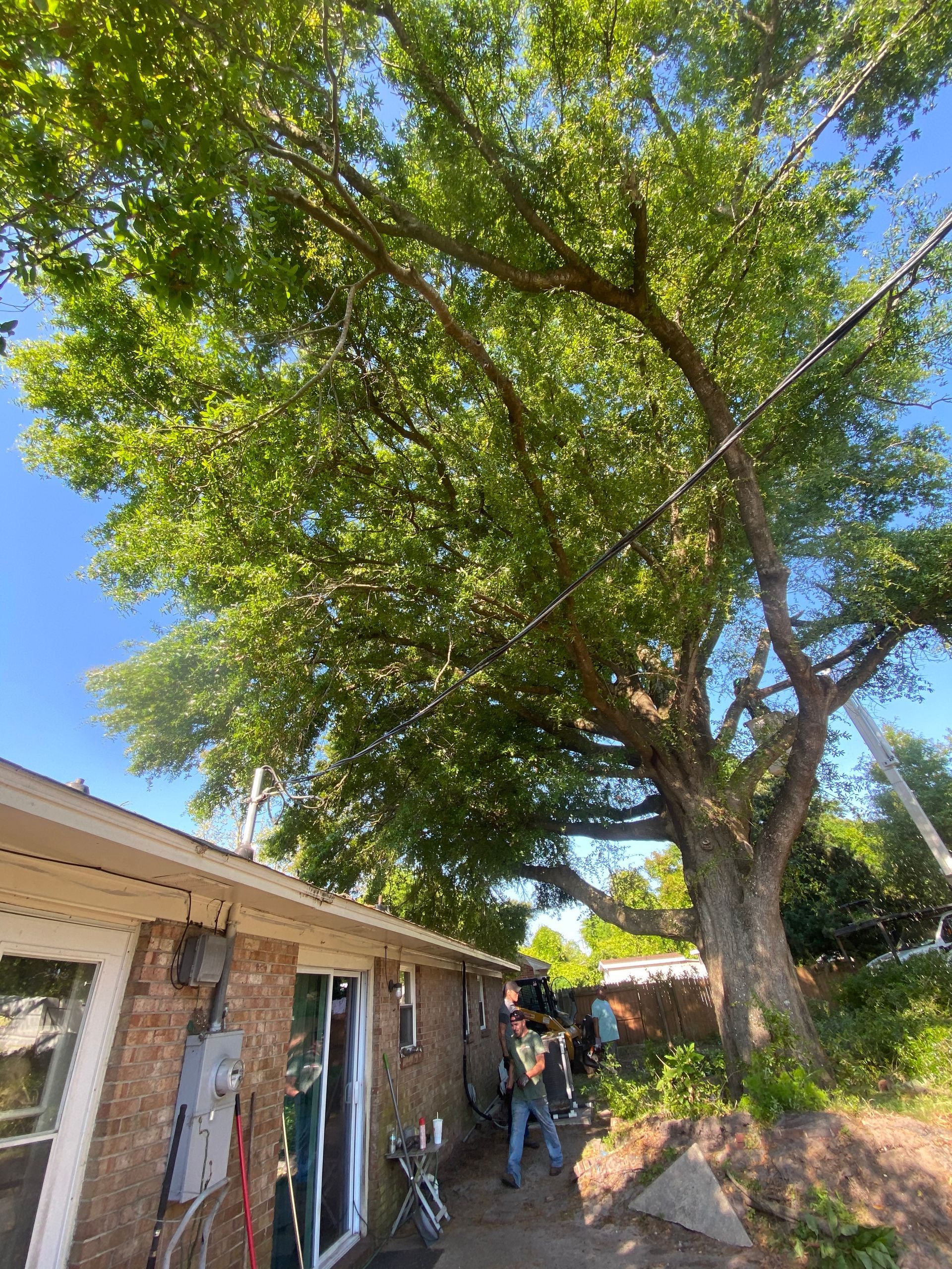 A man is standing under a large tree in front of a house.