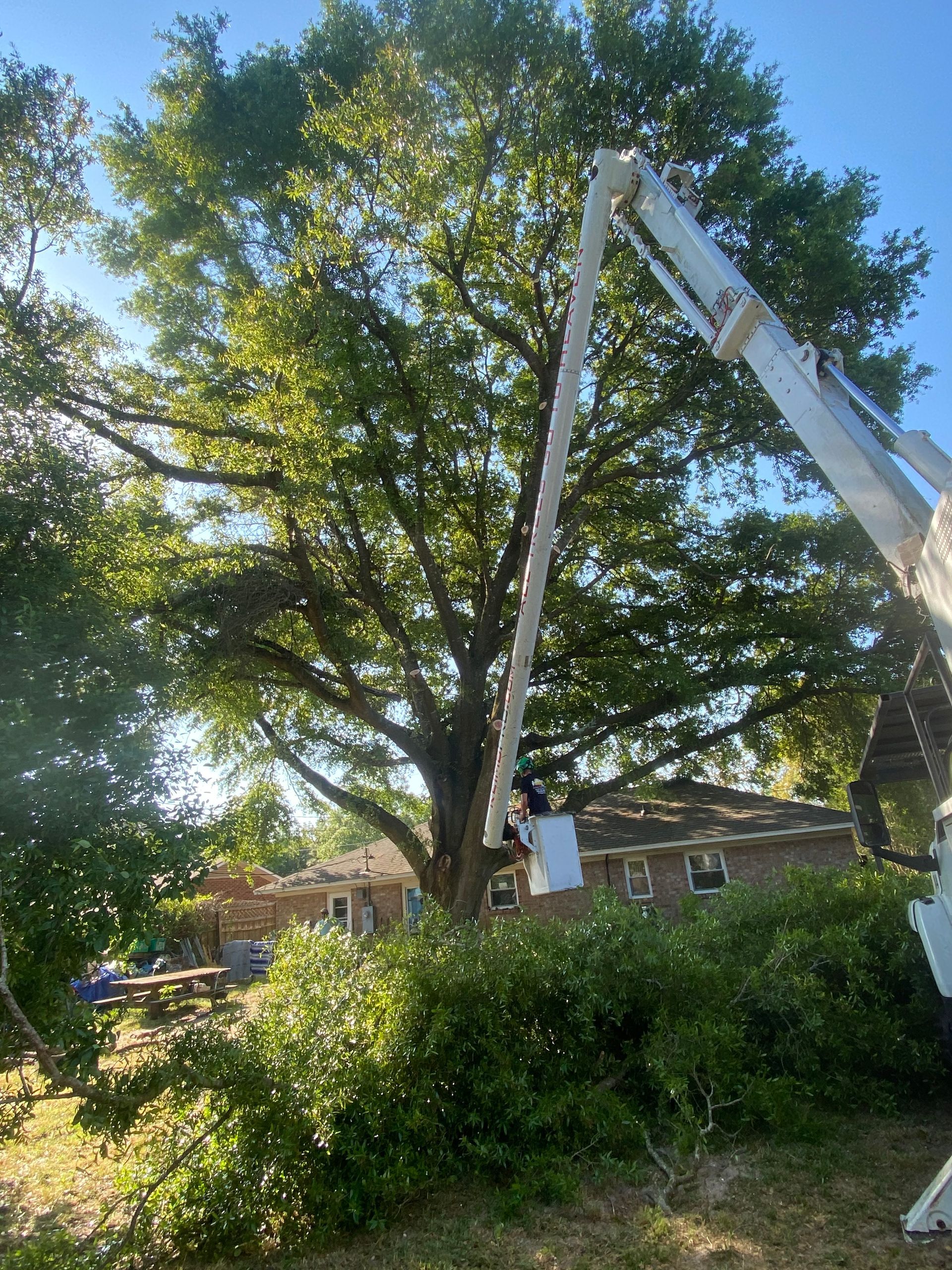 A man is cutting a tree with a crane.