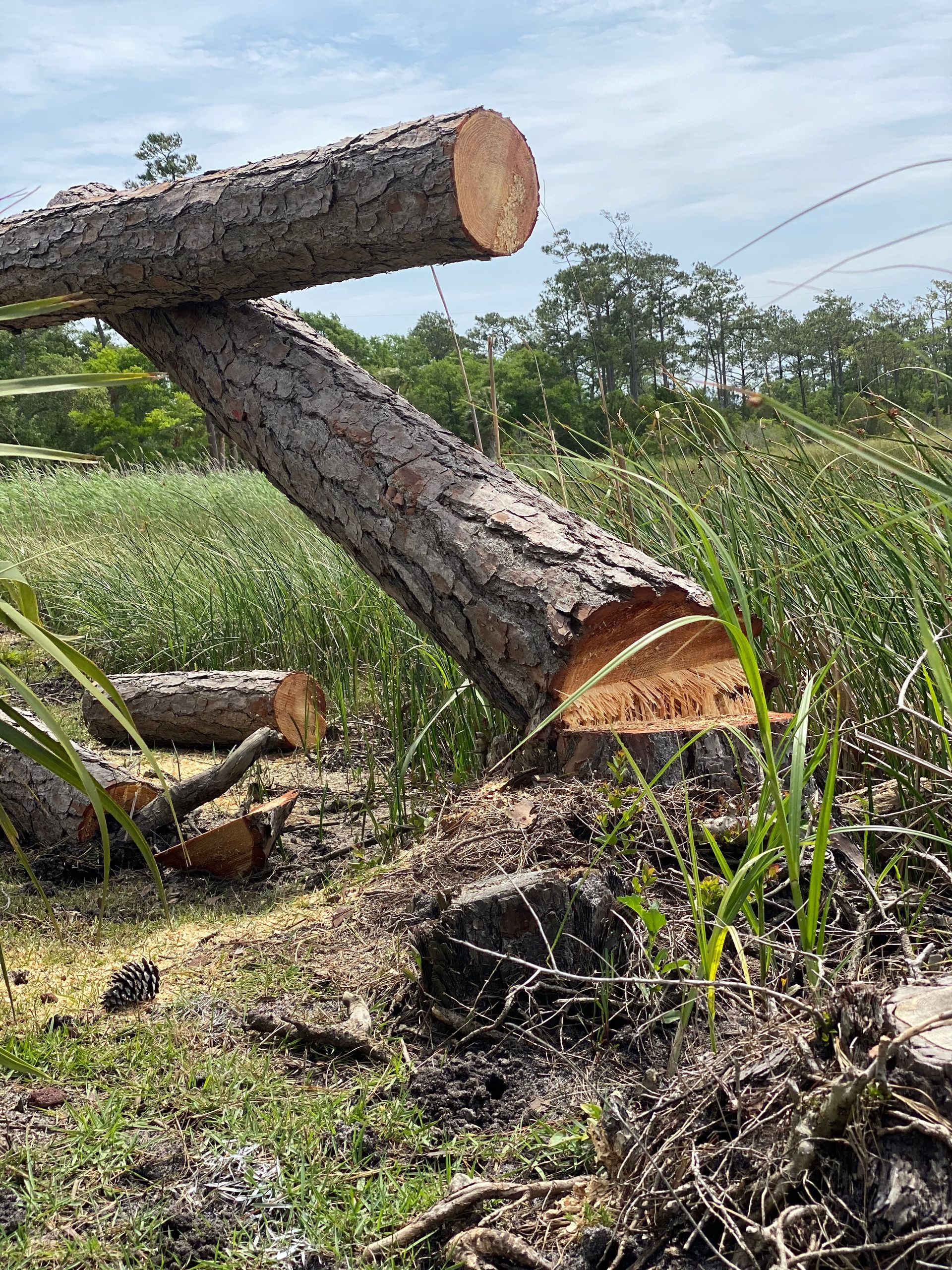 A pile of logs laying on top of each other in a field.